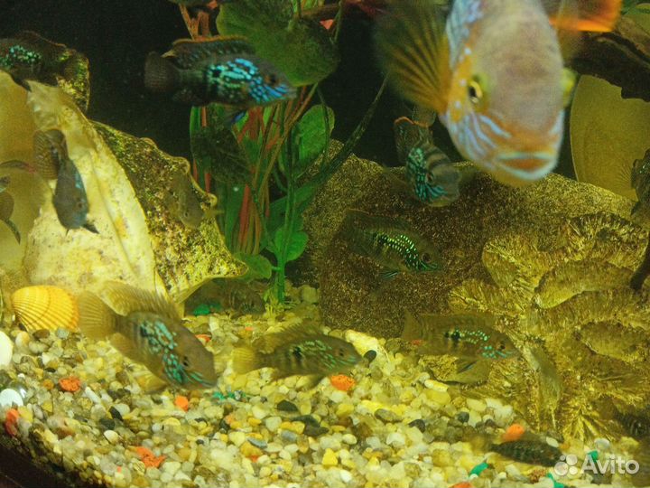 Аквариумные рыбки