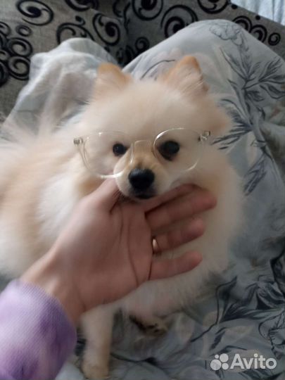 Померанский шпиц вязка