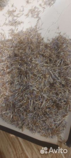 Мордовник шароголовый