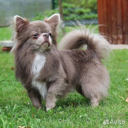 Чихуахуа кобель чемпион на вязки, вязка, жених