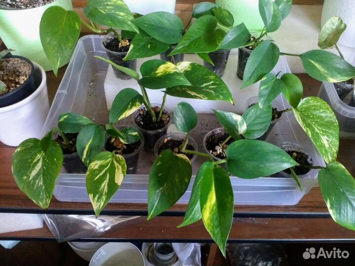 Эпипремнумы