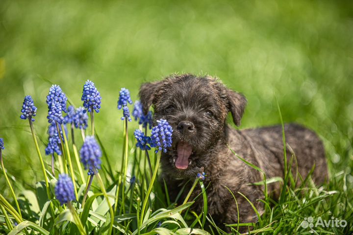 Щенки керн терьера