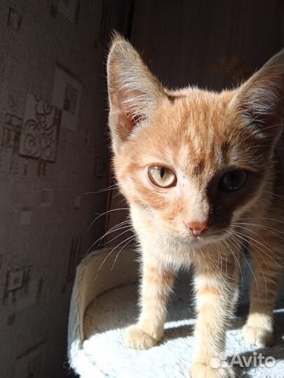 Котенок принесет счастье