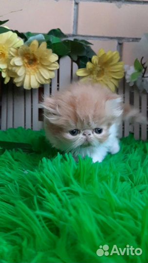 Персидская куколка