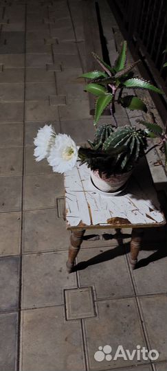 Кактусы и суккуленты