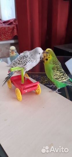 Ввп (Птенцы) чехи и обычные волни