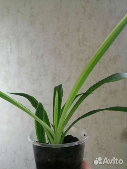 Хлорофитум