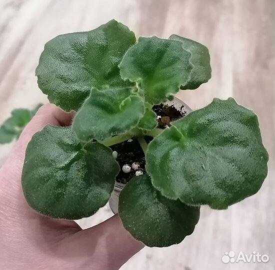 Крупные детки сортовых фиалок