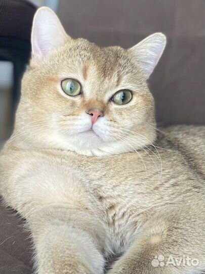 Шотландский кот вязка