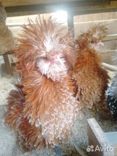 Инкубационное яйцо 