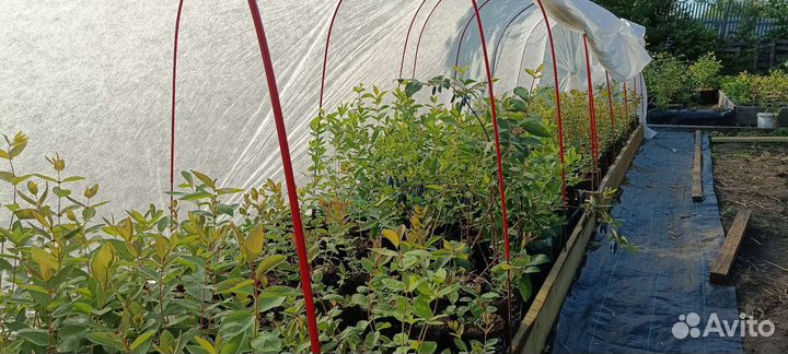 Саженцы жимолости