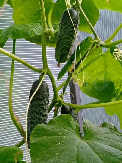 Участок 3,2 сот. (СНТ, ДНП)