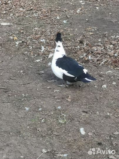 Индоутка мускусная утка