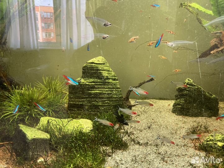 Аквариумные рыбки