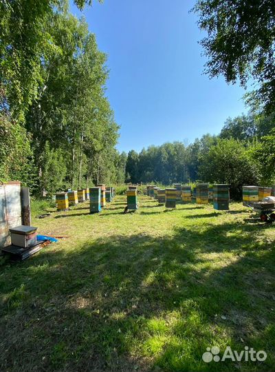 Мед оптом с Алтая / Экспорт в Китай и снг