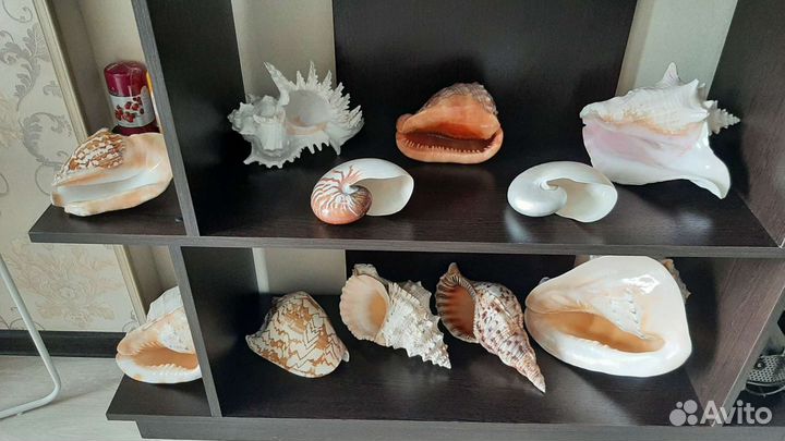 Морские раковины и кораллы