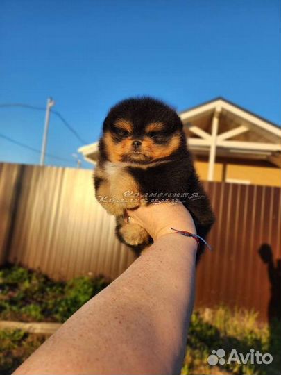 Померанский шпиц девочка мишка