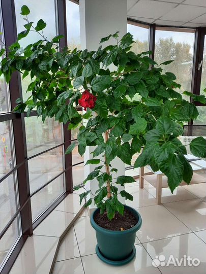 Гибискус китайская роза