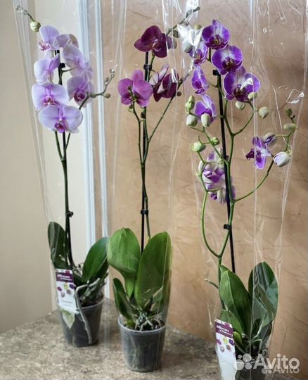Орхидеи на 1 цветонос
