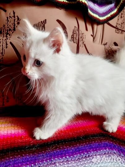 Котёнок Мальчик