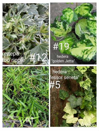 Хедера, плющ 15 сортов