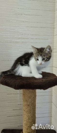 Кошки в добрые руки бесплатно