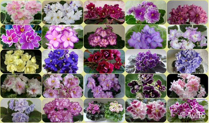 Сортовые фиалки