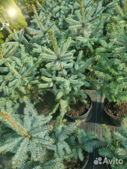 Ель голубая Супер Блю