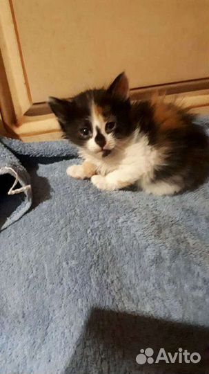 Котята от 1,5мес в дар