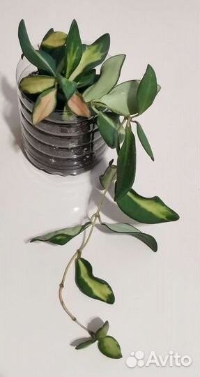 Хойя тсанги вариегатная, полинeйpа Альбо