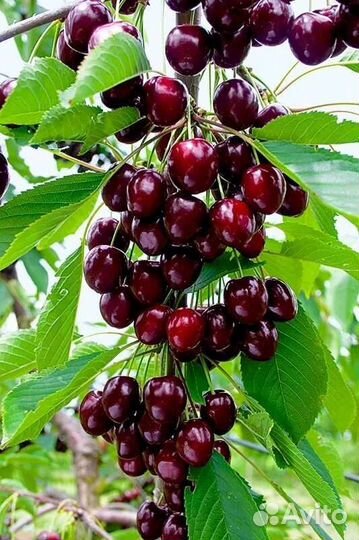 Саженцы Вишня Черешня дюк