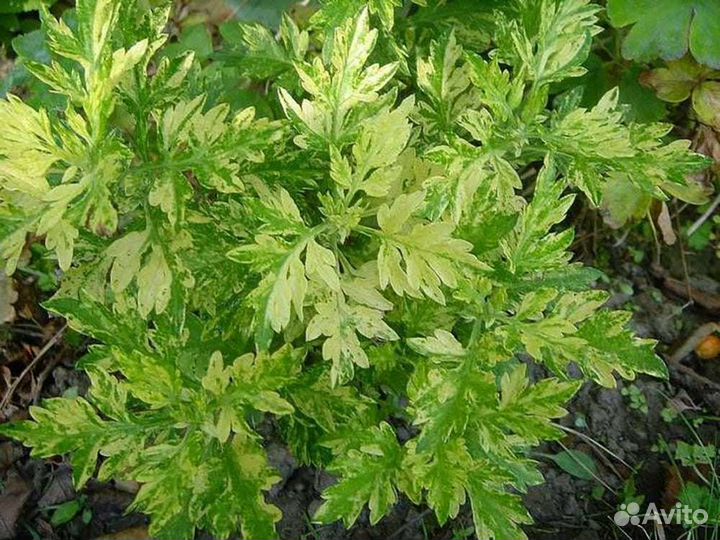 Цветы для сада