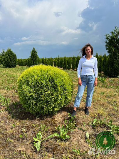 Туи шаровидные