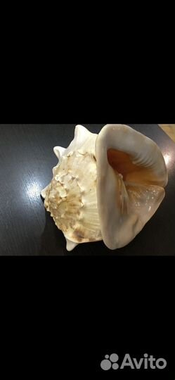 Большая морская ракушка 30 см