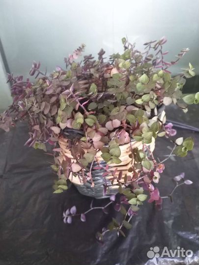 Каллизия в плетеном кашпо