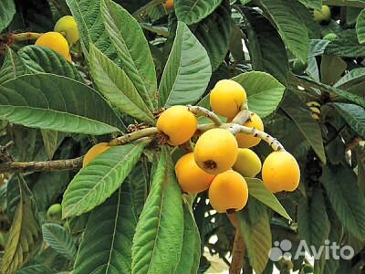 Мушмула,ежевика, кипрский базилик