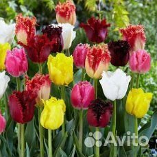 Луковичные голландские