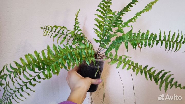 Папоротник Tiger fern