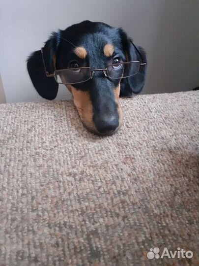 Передержка