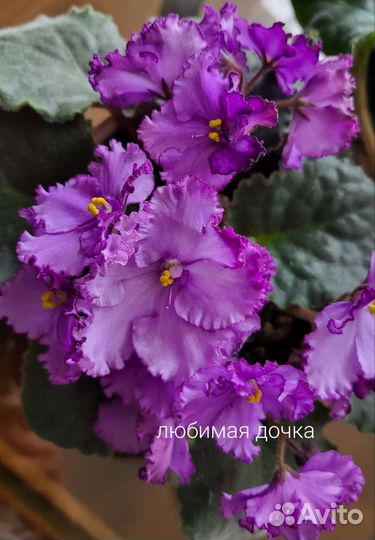 Детки сортовых фиалок