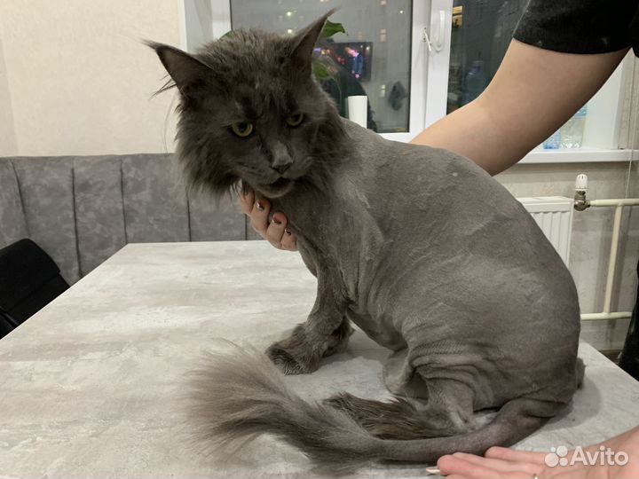 Стрижка кошек