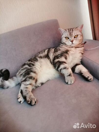 Кот британец