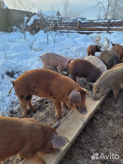 Поросята