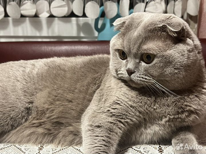 Британский кот на вязку