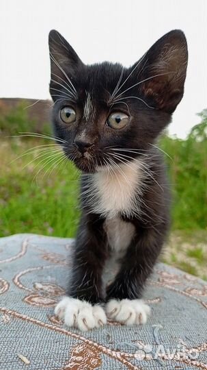 1,5-месячные котятки ищут дом