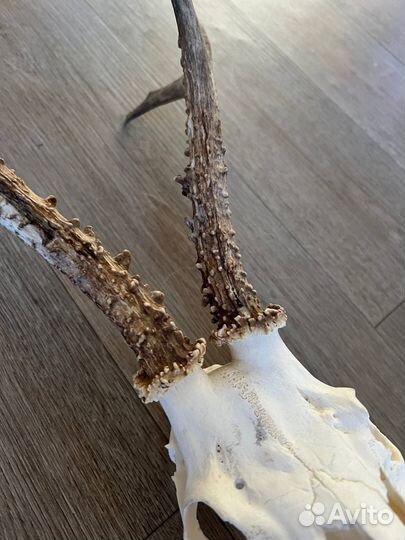 Череп оленя