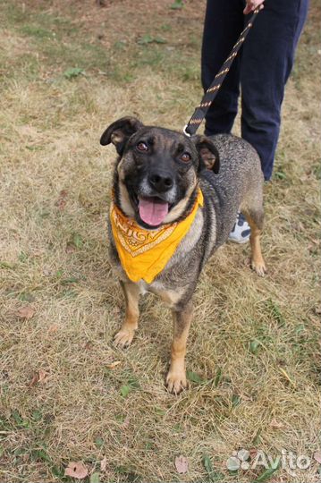 Хороший пёс с нелёгкой судьбой