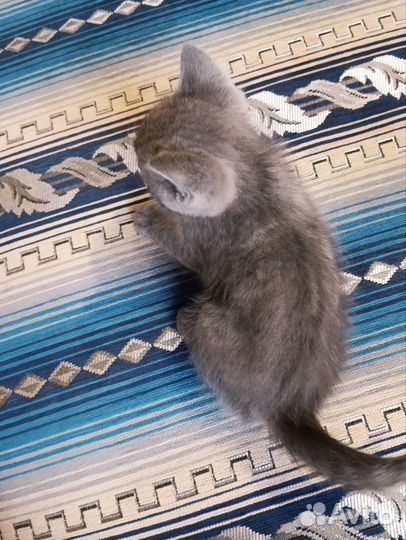 Британская кошечка