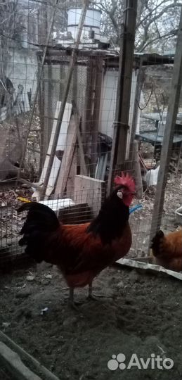 Куры петухи