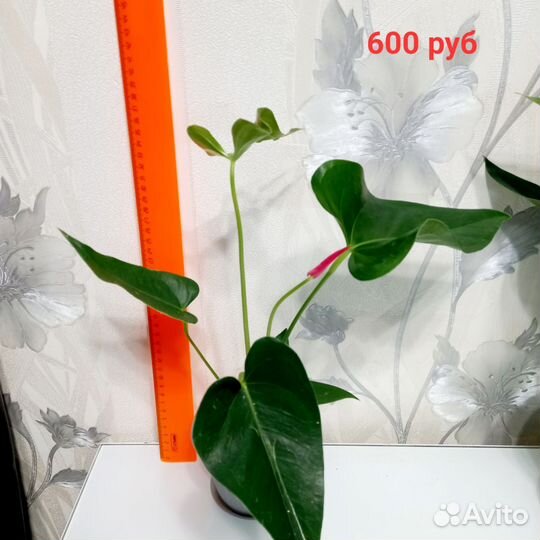 Антуриум/ярко-розовый